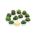 VELAS DE CACTUS SUCULENTAS